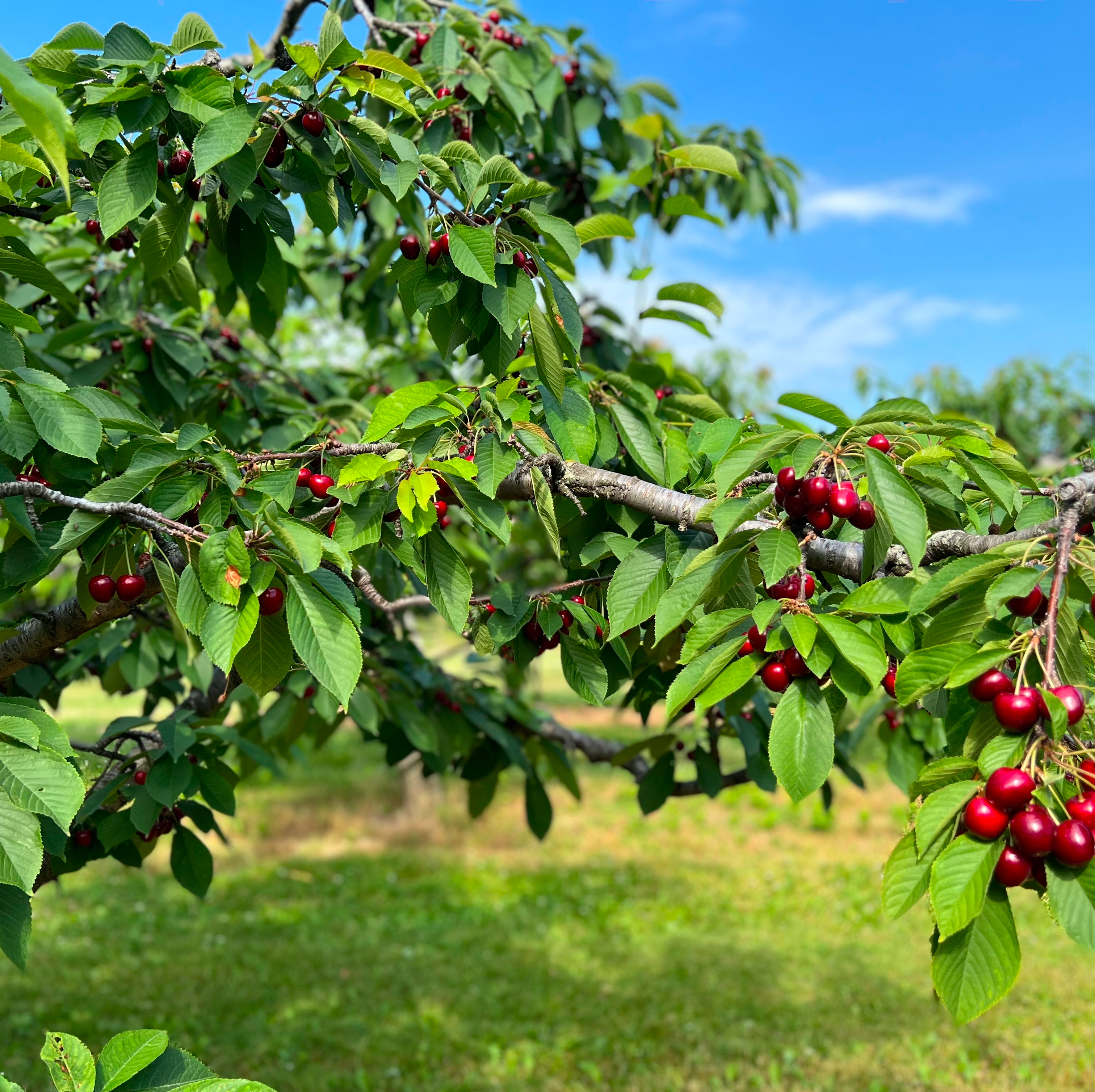 cherries